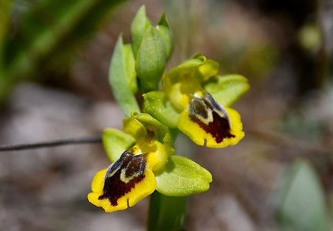 Yellow Bee-orchid - Ophrys sicula (Ophrys lutea ssp. minor) For what I understand, this is a subsp of O. lutea. More info here:
http://www.cretanflora.com/ophrys_sicula.html
http://www.orchidsofbritainandeurope.co.uk/Ophrys sicula.html
Meadow by the road between Spili and Gerakari, Crete (Greece). 
 Geotagged,Greece,Ophrys lutea,Spring,Yellow Bee-Orchid