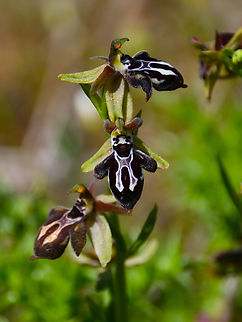 30_Ophrys_cretica For me this is the species:
http://www.cretanflora.com/Ophrys cretica bicornuta.html
but when I add Ophrys cretica a different sp is brought from wikipedia (Cyprus bee orchid,Ophrys kotschyi). I don't think this is the one. However when I see this then I am in doubt:
https://www.first-nature.com/flowers/ophrys-cretica.php
It could also be O. ariadnae. See some insights to differentiate the species cretica and ariadnae here:
http://www.orchidsofbritainandeurope.co.uk/Ophrys cretica.html
If is cretica then I don't know if I need to enter this sp/ssp manually.
I need help to decide here! :-D

Meadow by the road between Spili and Gerakari, Crete (Greece).  Geotagged,Greece,Ophrys,Ophrys cretica,Spring