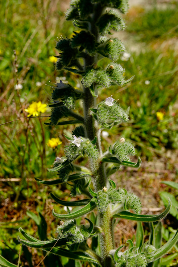 Italian vipers bugloss - Echium italicum Meadow by the road between Spili and Gerakari, Crete (Greece).  Echium italicum,Geotagged,Greece,Italian vipers bugloss,Spring