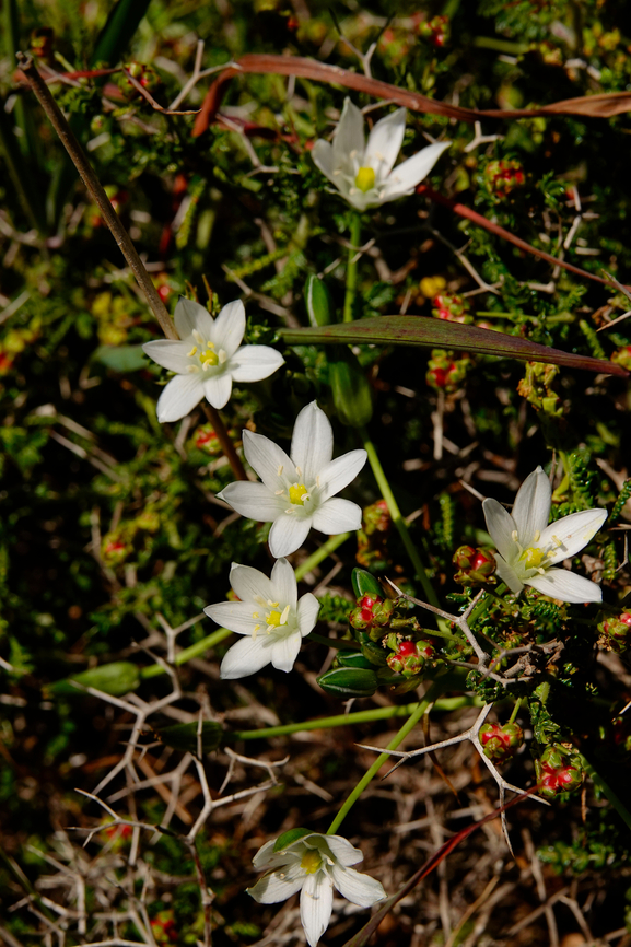 Grass Lily - Ornithogalum umbellatum Meadow by the road between Spili and Gerakari, Crete (Greece).  Geotagged,Grass Lily,Greece,Ornithogalum umbellatum,Spring