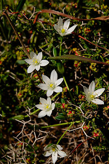 Grass Lily - Ornithogalum umbellatum Meadow by the road between Spili and Gerakari, Crete (Greece).  Geotagged,Grass Lily,Greece,Ornithogalum umbellatum,Spring