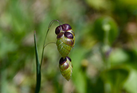 Greater Quaking Grass - Briza maxima Meadow by the road between Spili and Gerakari, Crete (Greece).  Briza maxima,Geotagged,Greater Quaking Grass,Greece,Spring