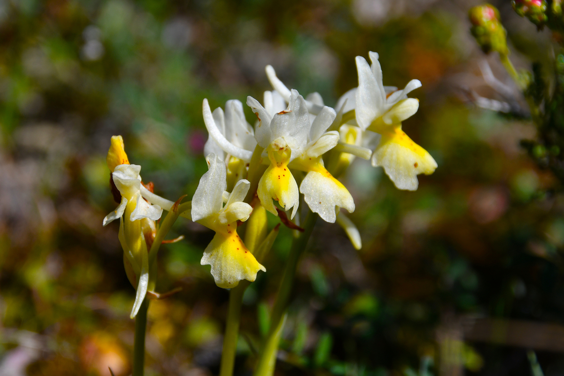 Sparse-flowered Orchid- Orchis pauciflora Meadow by the road between Spili and Gerakari, Crete (Greece).  Geotagged,Greece,Orchis pauciflora,Sparse-flowered Orchid,Spring