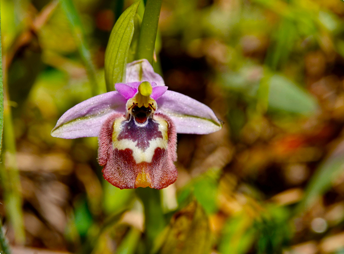 Ophrys fuciflora subsp. candica Meadow by the road between Spili and Gerakari, Crete (Greece).  Geotagged,Greece,Ophrys fuciflora,Spring