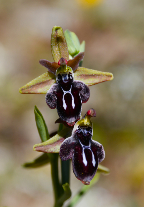 Ophrys cretica Meadow by the road between Spili and Gerakari, Crete (Greece).  Geotagged,Greece,Ophrys cretica,Spring