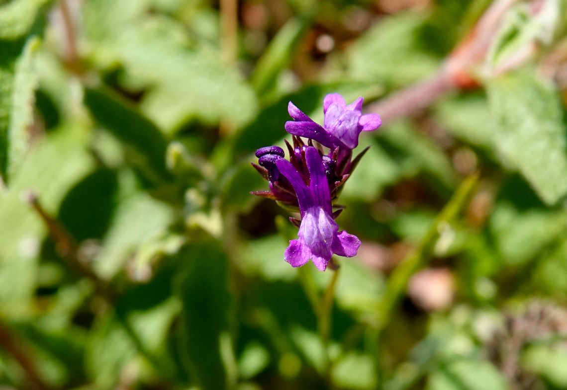 Pelisser's Toadflax - Linaria pelisseriana Meadow by the road between Spili and Gerakari, Crete (Greece).  Geotagged,Greece,Linaria pelisseriana,Pelisser's Toadflax,Spring