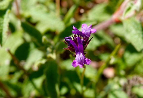 Pelisser's Toadflax - Linaria pelisseriana Meadow by the road between Spili and Gerakari, Crete (Greece).  Geotagged,Greece,Linaria pelisseriana,Pelisser's Toadflax,Spring