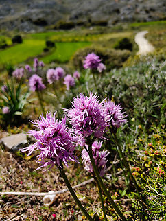 Italian orchid - Orchis italica Meadow by the road between Spili and Gerakari, Crete (Greece).  Geotagged,Greece,Italian orchid,Orchis italica,Spring