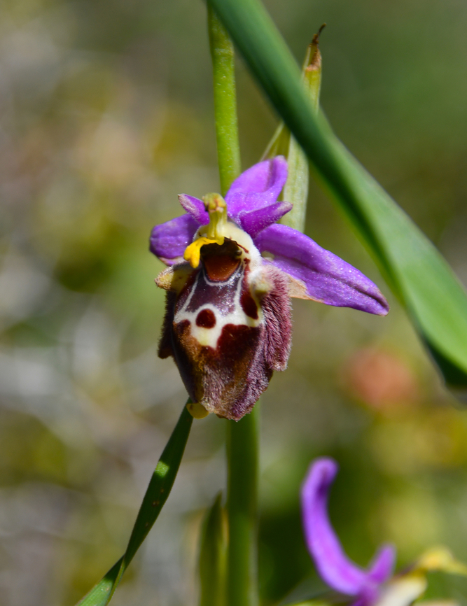 Ophrys holosericea subsp. holosericea (synonym episcopalis) Meadow by the road between Spili and Gerakari, Crete (Greece).  Geotagged,Greece,Ophrys holosericea,Spring