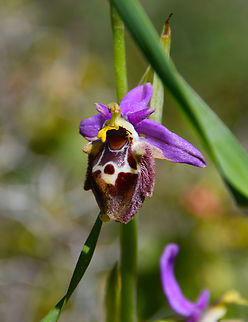 Ophrys holosericea subsp. holosericea (synonym episcopalis) Meadow by the road between Spili and Gerakari, Crete (Greece).  Geotagged,Greece,Ophrys holosericea,Spring