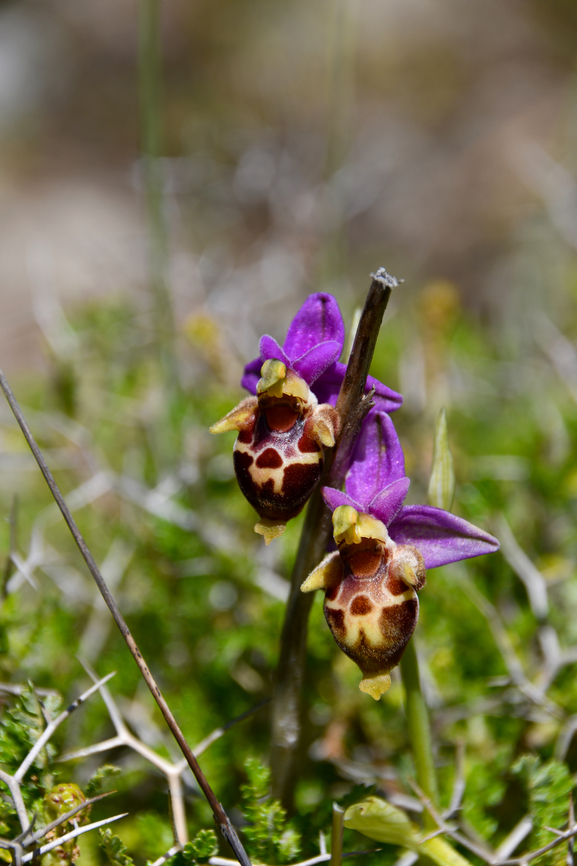 Marengo Orchid - Ophrys heldreichii Meadow by the road between Spili and Gerakari, Crete (Greece).  Geotagged,Greece,Marengo Orchid,Ophrys heldreichii,Spring