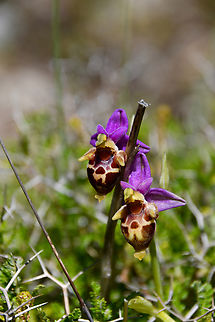 Marengo Orchid - Ophrys heldreichii Meadow by the road between Spili and Gerakari, Crete (Greece).  Geotagged,Greece,Marengo Orchid,Ophrys heldreichii,Spring
