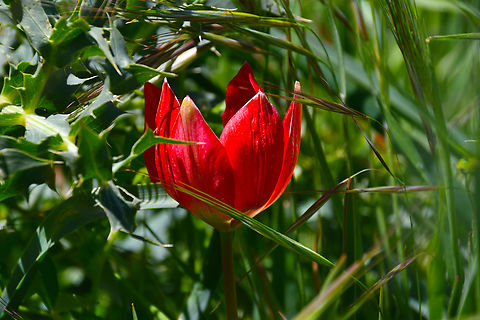 Lilac Wonder - Tulipa doerfleri Meadow by the road between Spili and Gerakari, Crete (Greece).  Geotagged,Greece,Lilac Wonder,Spring,Tulipa doerfleri