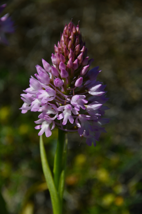 Pyramidal Orchid - Anacamptis pyramidalis Meadow by the road between Spili and Gerakari, Crete (Greece).  Anacamptis pyramidalis,Geotagged,Greece,Spring