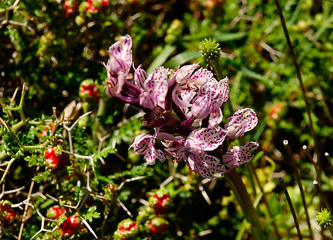 Three-toothed orchid - Neotinea tridentata Meadow by the road between Spili and Gerakari, Crete (Greece).  Geotagged,Greece,Neotinea tridentata,Spring,Three-toothed orchid
