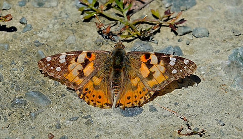 Painted Lady,Vanessa cardui Meadow by the road between Spili and Gerakari, Crete (Greece).  Geotagged,Greece,Painted Lady,Spring,Vanessa cardui