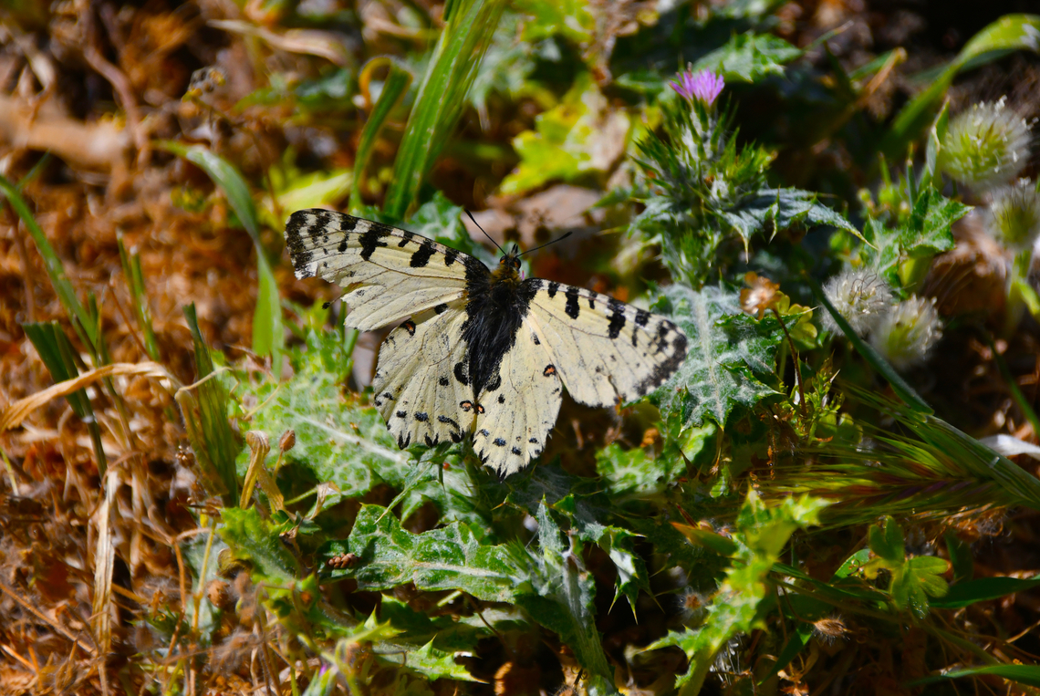 Crete Festoon - Zerynthia cretica (male) Mount Juktas. Crete Festoon,Geotagged,Greece,Spring,Zerynthia cretica