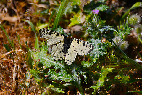Crete Festoon - Zerynthia cretica (male) Mount Juktas. Crete Festoon,Geotagged,Greece,Spring,Zerynthia cretica