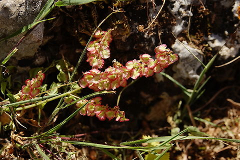 Red Sorrel - Rumex acetosella Mount Juktas. Geotagged,Greece,Red Sorrel,Rumex acetosella,Spring