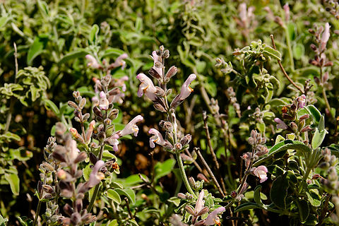Greek Sage - Salvia fruticosa Mount Juktas.  Geotagged,Greece,Greek Sage,Salvia fruticosa,Spring