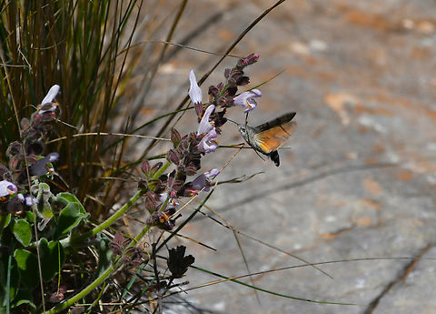 Hummingbird hawk-moth - Macroglossum stellatarum Mount Juktas.  Geotagged,Greece,Hummingbird hawk-moth,Macroglossum stellatarum,Spring