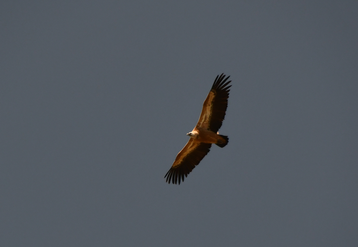 Griffon vulture - Gyps fulvus Mount Juktas.  Geotagged,Greece,Griffon vulture,Gyps fulvus,Spring