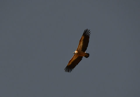 Griffon vulture - Gyps fulvus Mount Juktas.  Geotagged,Greece,Griffon vulture,Gyps fulvus,Spring