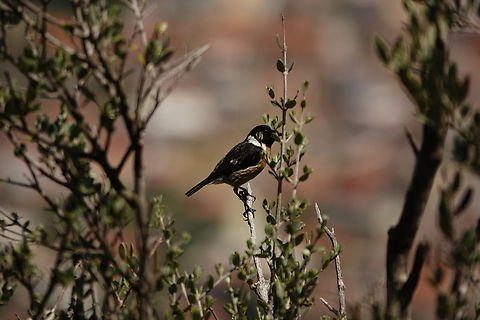 European Stonechat - Saxicola rubicola Mount Juktas.  European Stonechat,Geotagged,Greece,Saxicola rubicola,Spring