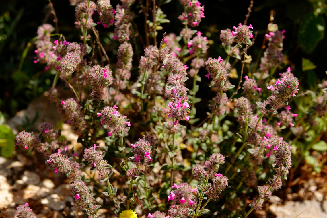 Micromeria nervosa Mount Juktas.  Geotagged,Greece,Micromeria nervosa,Spring