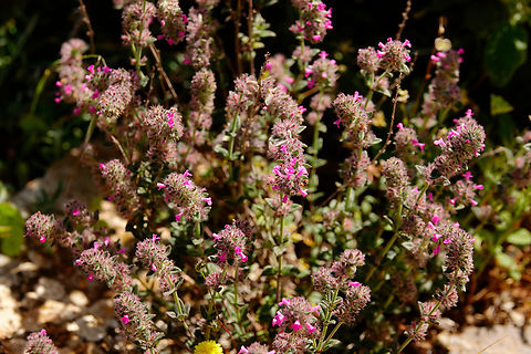 Micromeria nervosa Mount Juktas.  Geotagged,Greece,Micromeria nervosa,Spring