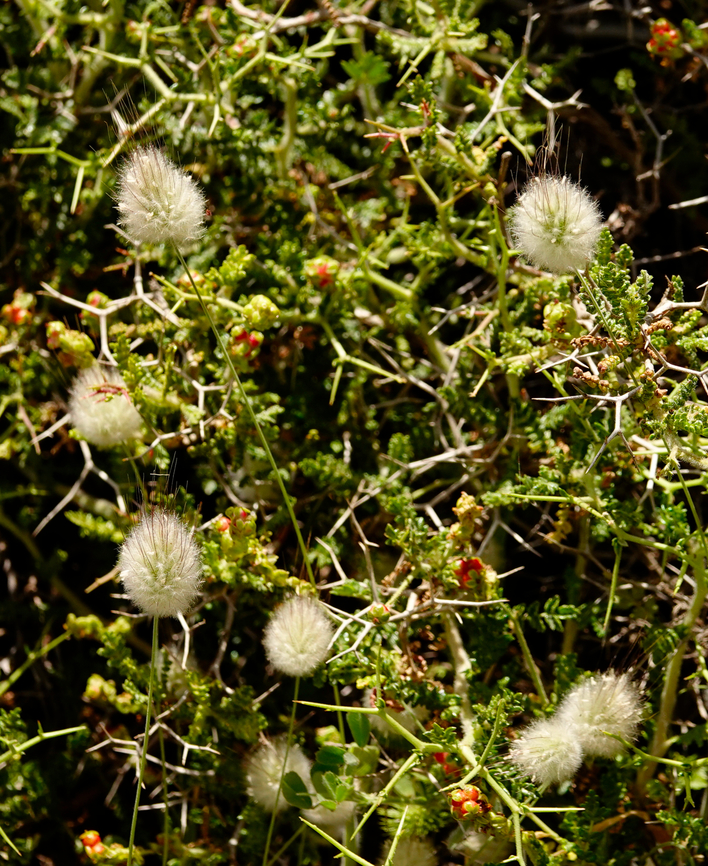 Hares-tail - Lagurus ovatus Mount Juktas. Interspersed with Spiny Burnet. Geotagged,Greece,Hares-tail,Lagurus ovatus,Spring