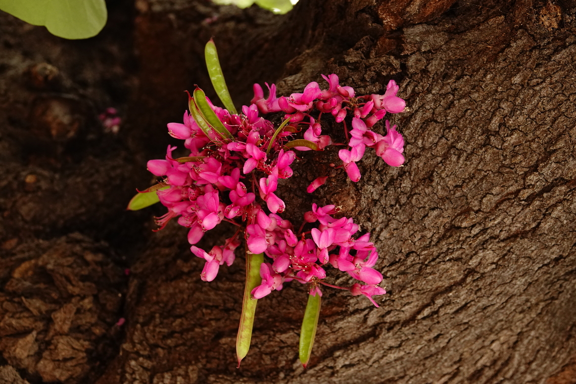 Judas tree - Cercis siliquastrum Archanes. Cercis siliquastrum,Geotagged,Greece,Judas tree,Spring