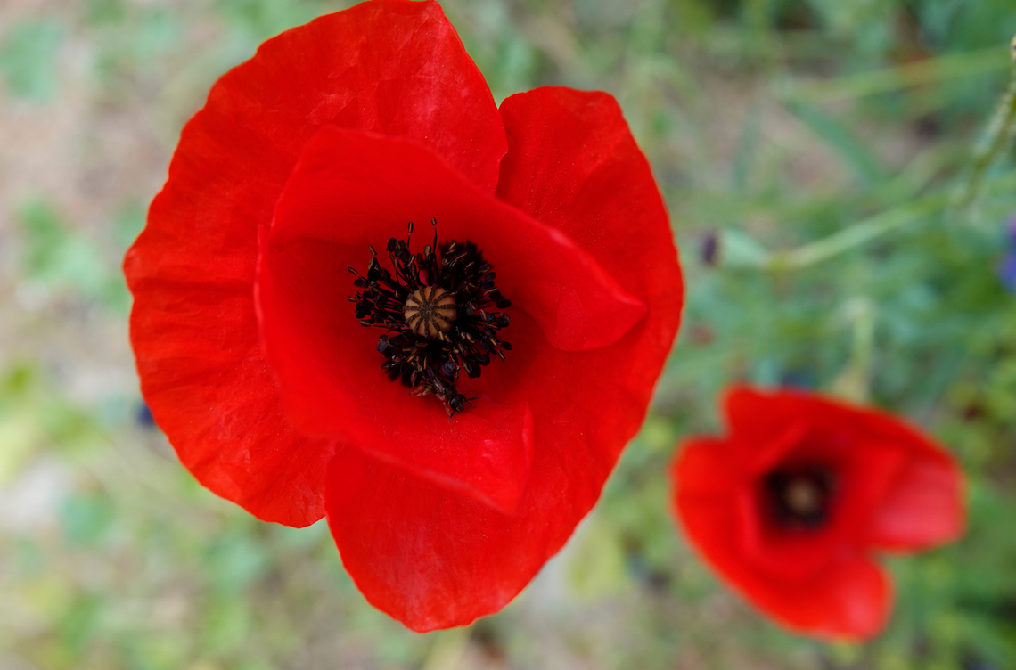Semitic Poppy - Papaver umbonatum Xiron Chorion, Crete. Geotagged,Greece,Papaver umbonatum,Semitic Poppy,Spring