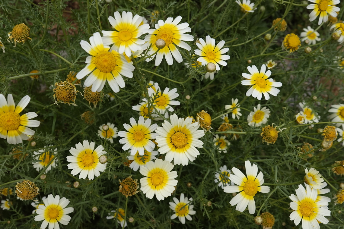 Garland Chrysanthemum - Glebionis coronaria Xiron Chorion, Crete.  Garland Chrysanthemum,Geotagged,Glebionis coronaria,Greece,Spring