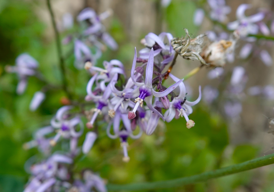 Petromarula pinnata Xiron Chorion, Crete.  Geotagged,Greece,Petromarula,Petromarula pinnata,Spring