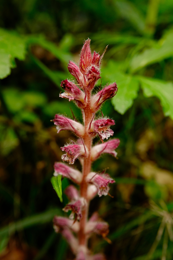 Orobanche pubescens Mili Gorge, Crete. Geotagged,Greece,Orobanche pubescens,Spring