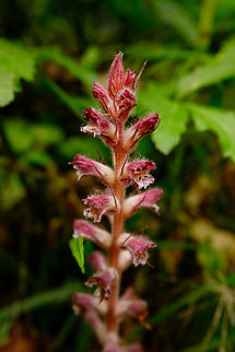 Orobanche pubescens Mili Gorge, Crete. Geotagged,Greece,Orobanche pubescens,Spring