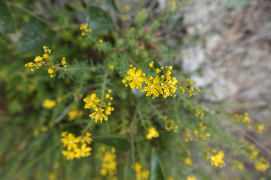 Hypericum amblycalyx Mili Gorge, Crete. Geotagged,Greece,Hypericum amblycalyx,Spring