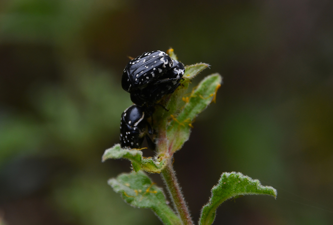 Middle-east flower scarab - Oxythyrea cinctella Mili Gorge, Crete. Geotagged,Greece,Middle-east flower scarab,Oxythyrea cinctella,Spring