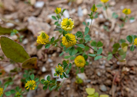 Trifolium patens Mili Gorge, Crete. Geotagged,Greece,Small-fruited Clover,Spring,Trifolium patens,Trifolium pratense