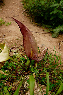 Arum italicum subsp concinnatum Mili Gorge, Crete. Arum italicum,Geotagged,Greece,Italian Arum,Spring
