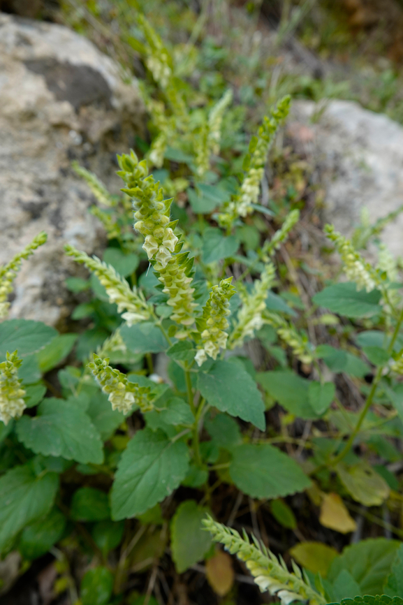 Scutellaria sieberi Mili Gorge, Crete. Geotagged,Greece,Scutellaria sieberi,Sieber's Scutellaria,Spring