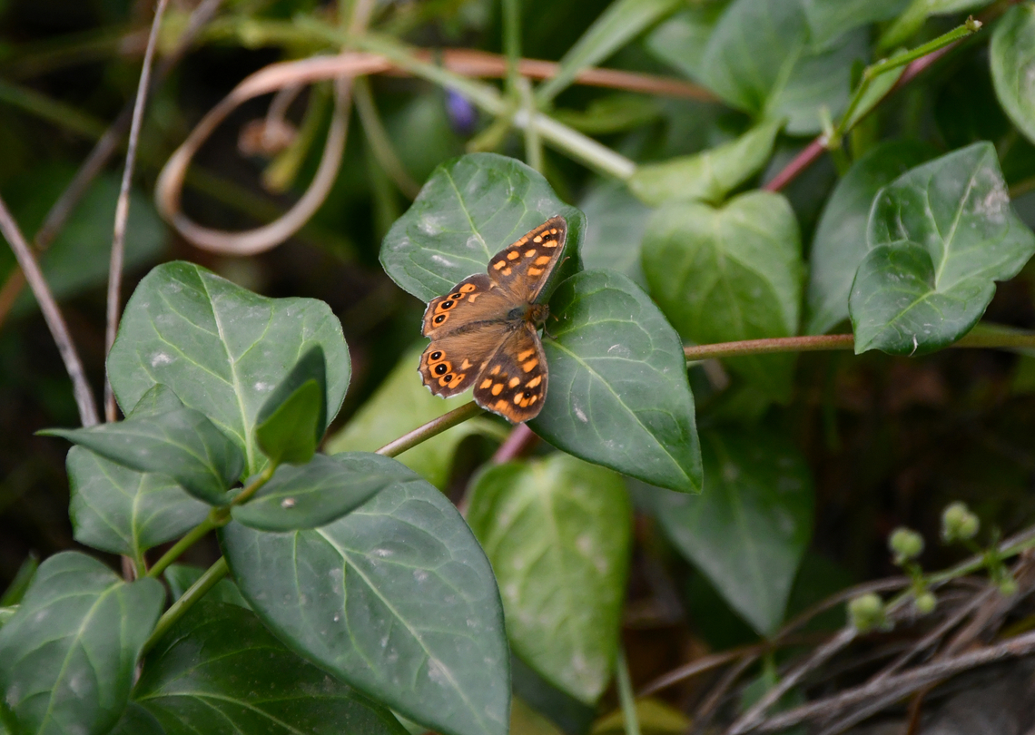 Speckled wood - Pararge aegeria Mili Gorge, Crete. Geotagged,Greece,Pararge aegeria,Speckled wood,Spring