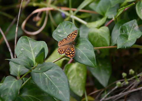 Speckled wood - Pararge aegeria Mili Gorge, Crete. Geotagged,Greece,Pararge aegeria,Speckled wood,Spring