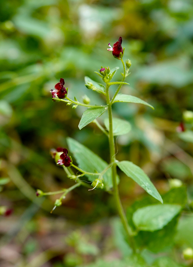 Nettle-leaved Figwort - Scrophularia peregrina Mili Gorge, Crete. Geotagged,Greece,Nettle-leaved Figwort,Scrophularia peregrina,Spring