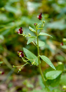 Nettle-leaved Figwort - Scrophularia peregrina Mili Gorge, Crete. Geotagged,Greece,Nettle-leaved Figwort,Scrophularia peregrina,Spring