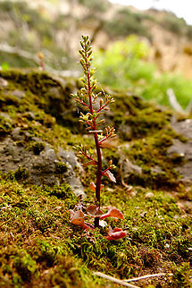 Small-flowered navelwort - Umbilicus parviflorus Mili Gorge, Crete. Geotagged,Greece,Small-flowered navelwort,Spring,Umbilicus parviflorus