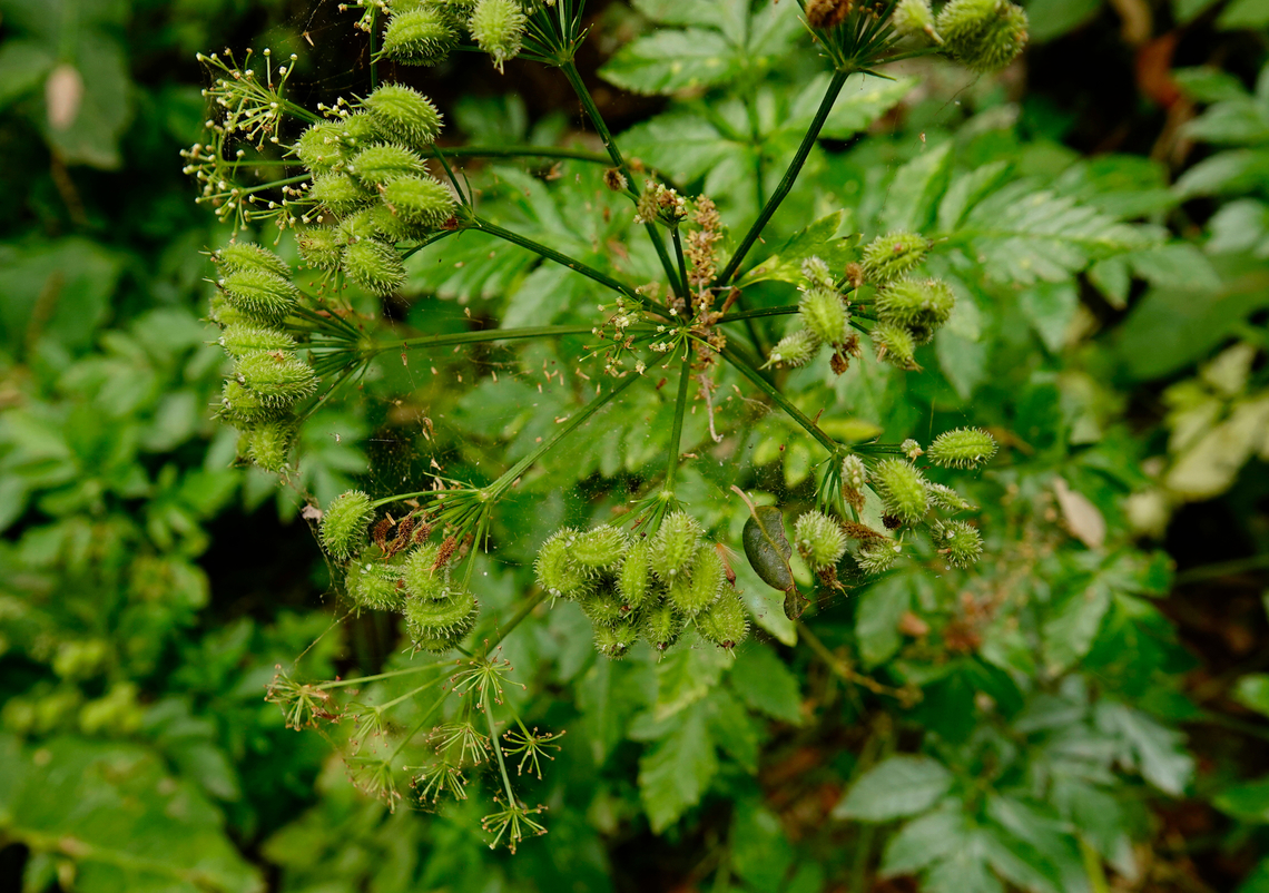Lecokia cretica Mili Gorge, Crete. Geotagged,Greece,Lecokia cretica,Spring