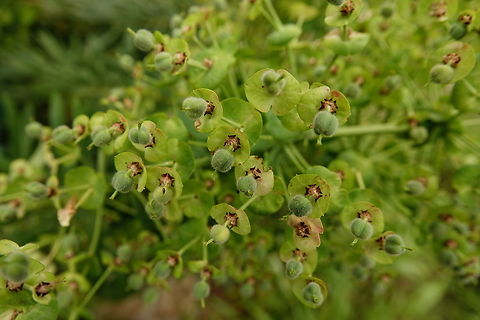 Mediterranean spurge - Euphorbia characias Mili Gorge, Crete. Euphorbia characias,Geotagged,Greece,Mediterranean spurge,Spring
