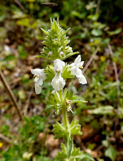 Stachys spinulosa Mili Gorge, Crete.  Geotagged,Greece,Spring,Stachys spinulosa